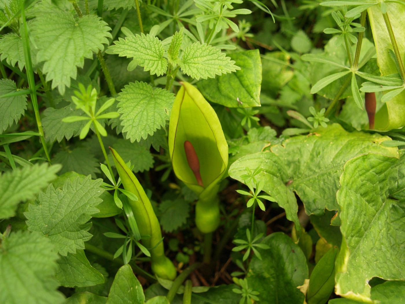 Cuckoo-pint plant
